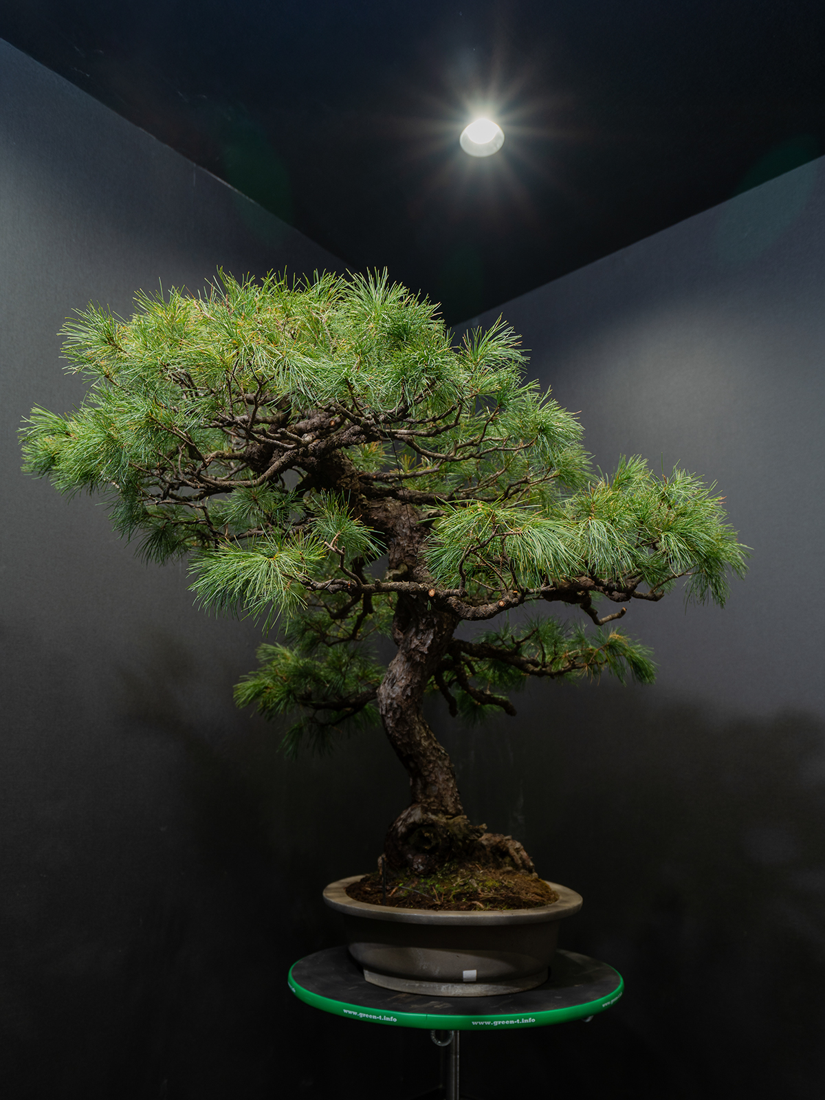 五葉松(大) - 画像 (2)