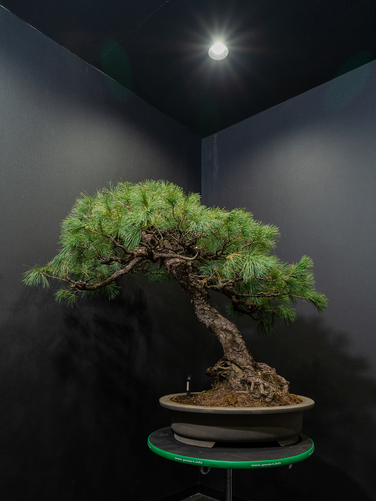 五葉松(大) - 画像 (3)