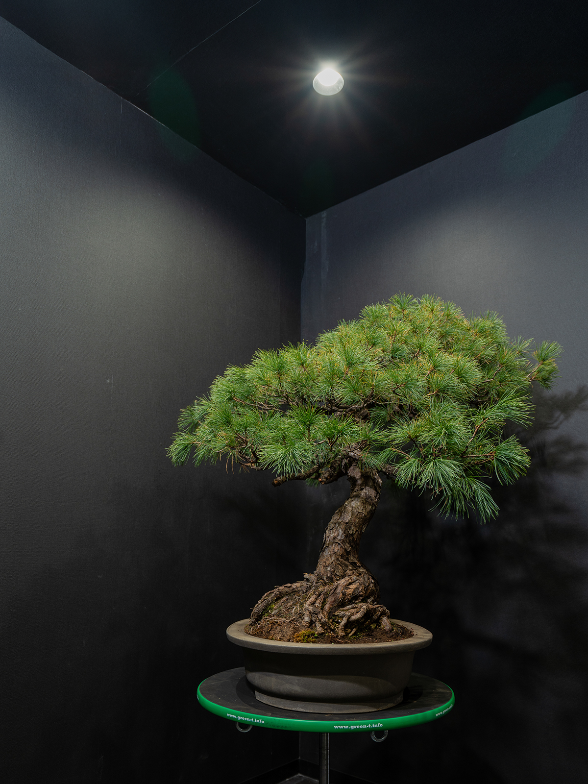 五葉松(大) - 画像 (4)