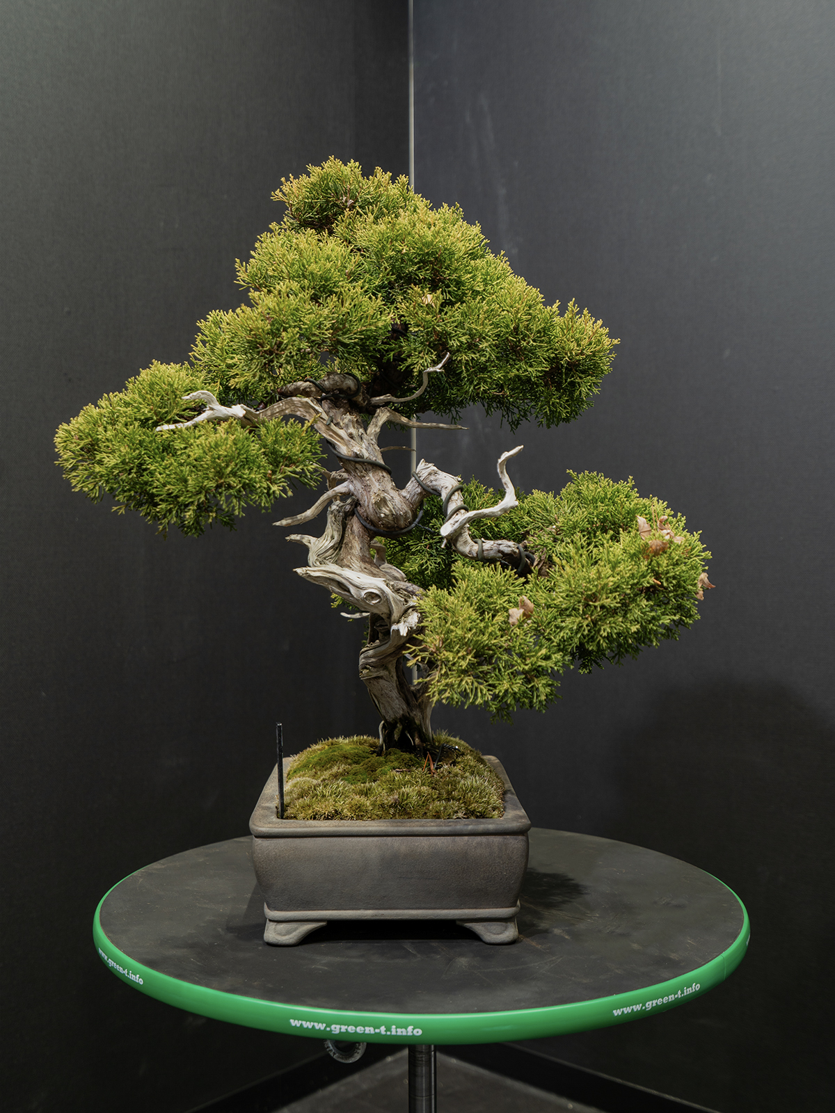 真柏(中) - 画像 (2)