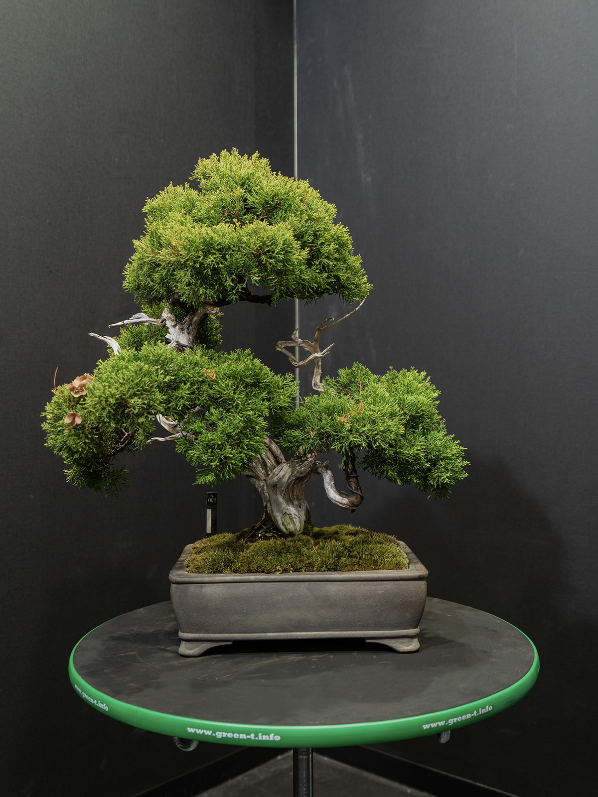 真柏(中) - 画像 (3)