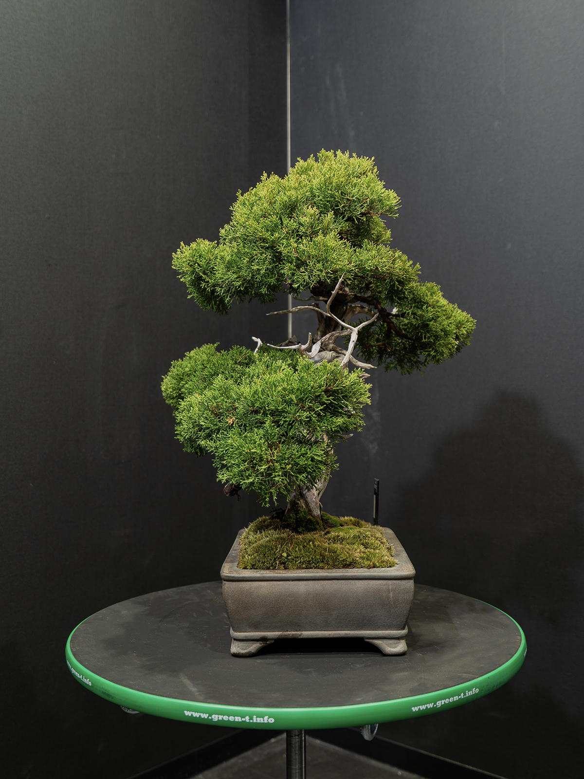 真柏(中) - 画像 (4)