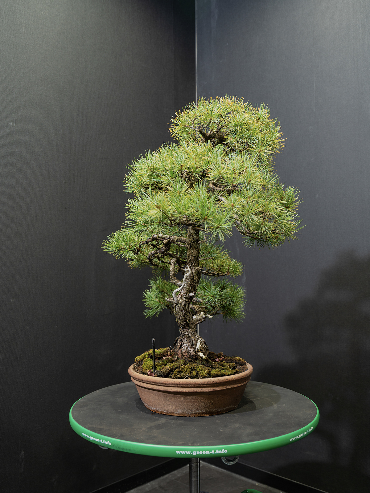 五葉松(中) - 画像 (2)