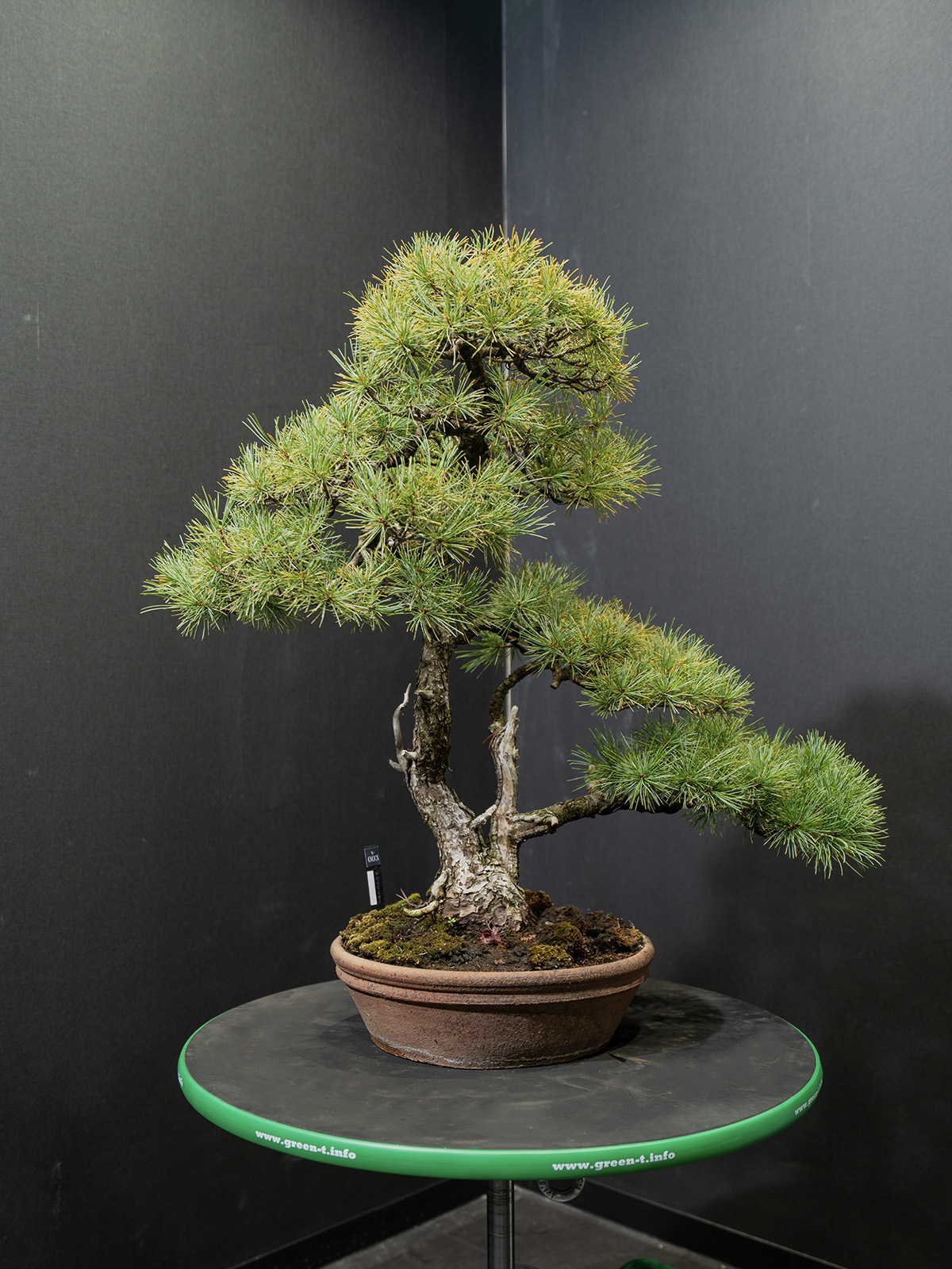 五葉松(中) - 画像 (3)