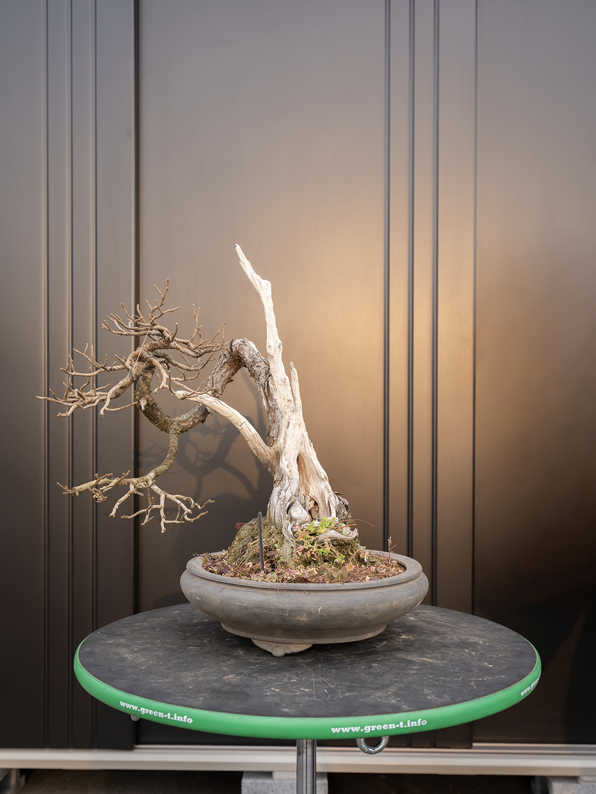 五葉松(中) - 画像 (2)