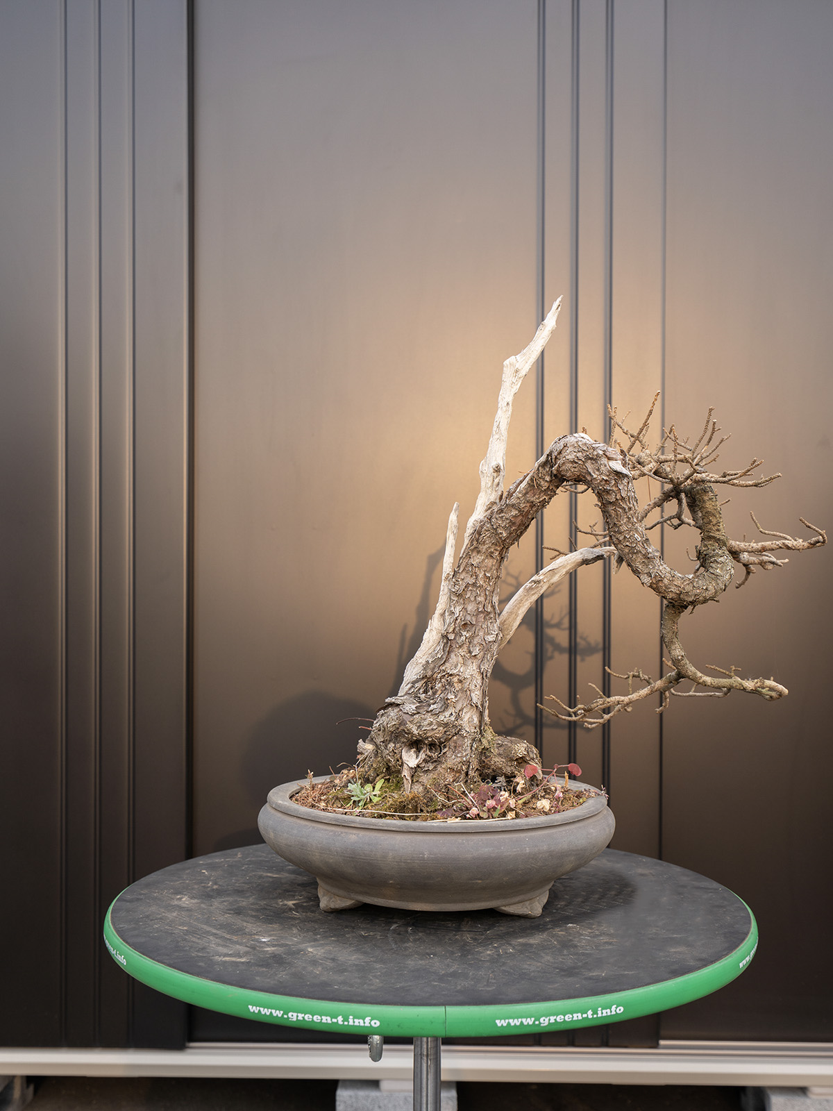 五葉松(中) - 画像 (4)