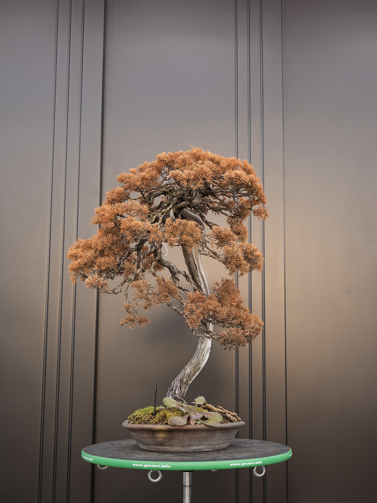 真柏(中) - 画像 (2)