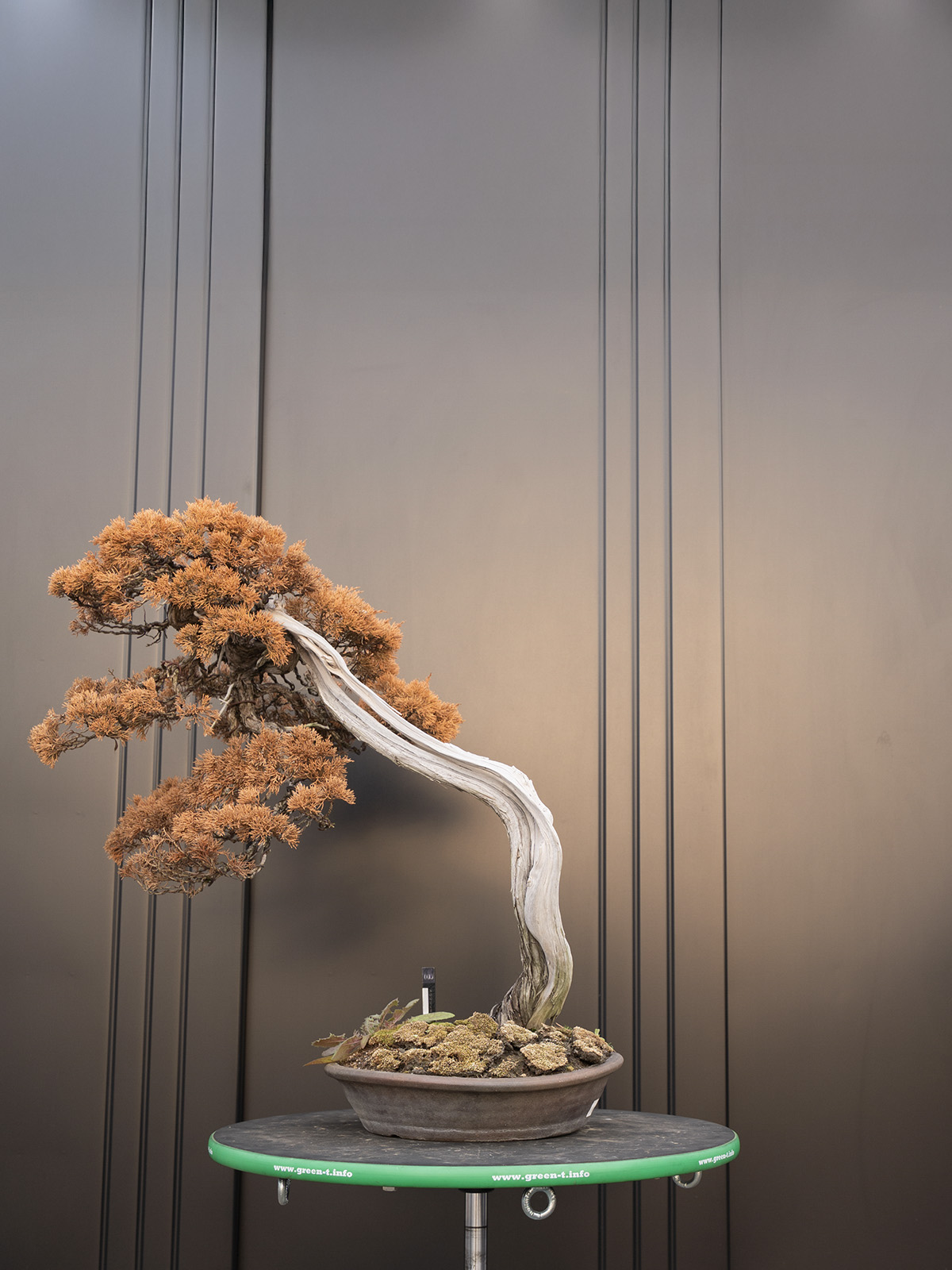 真柏(中) - 画像 (3)