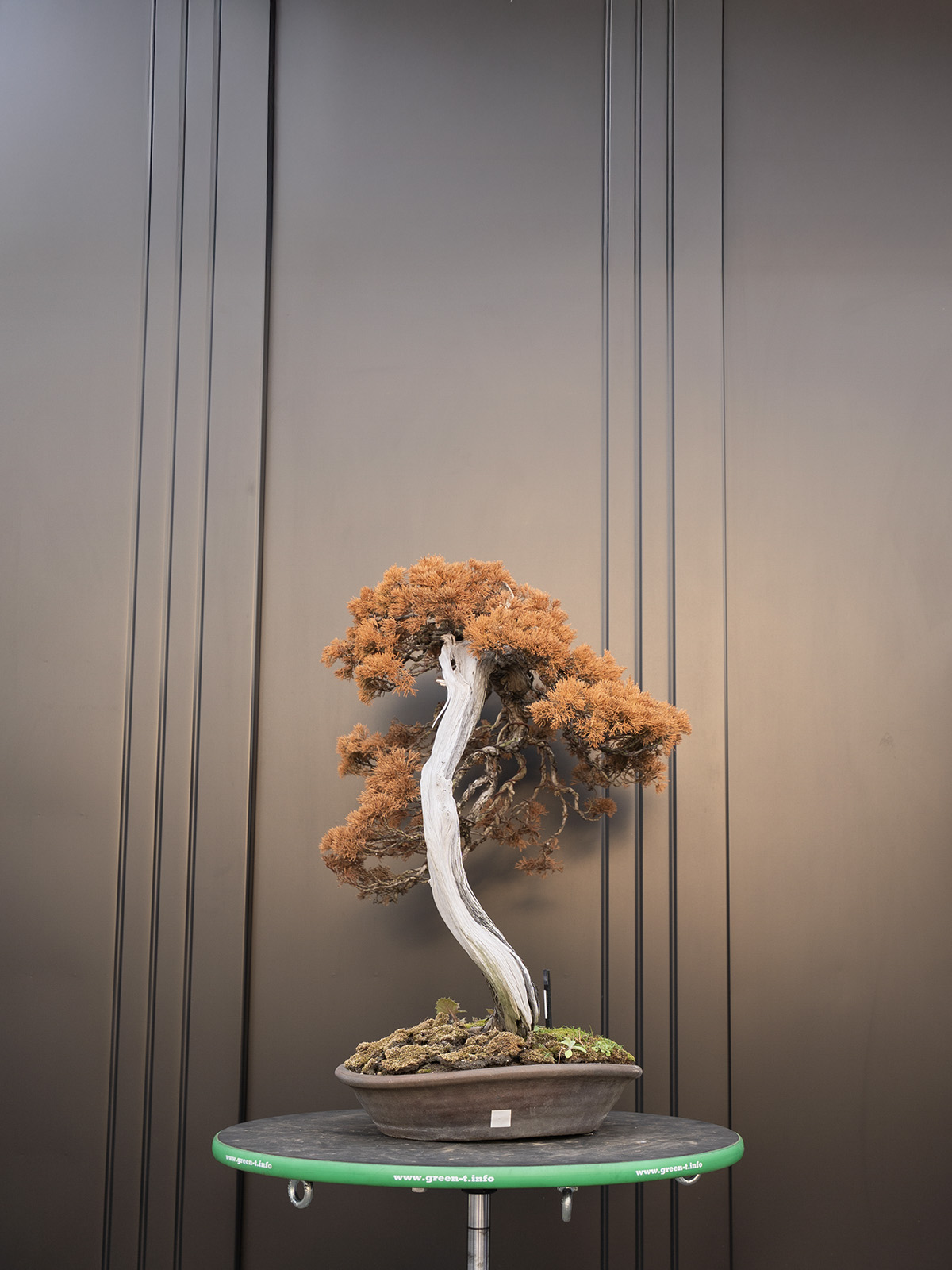 真柏(中) - 画像 (4)