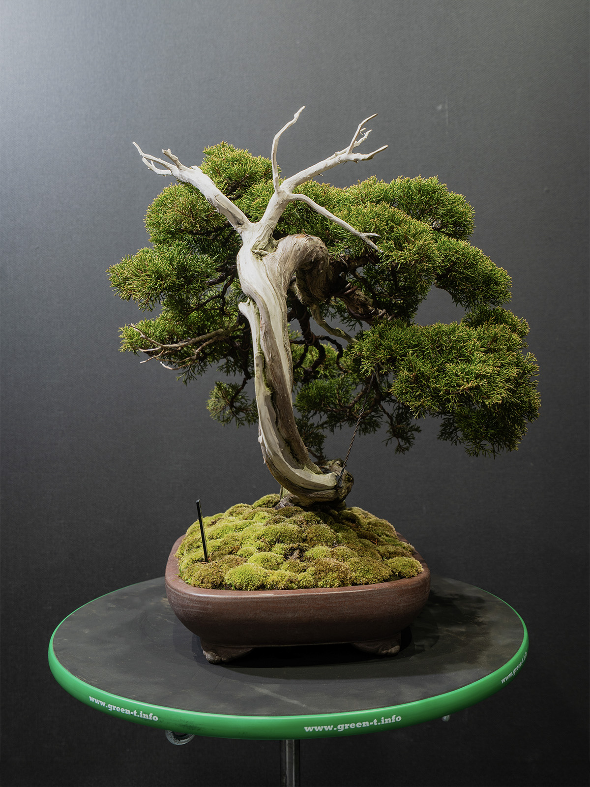 真柏(中) - 画像 (2)