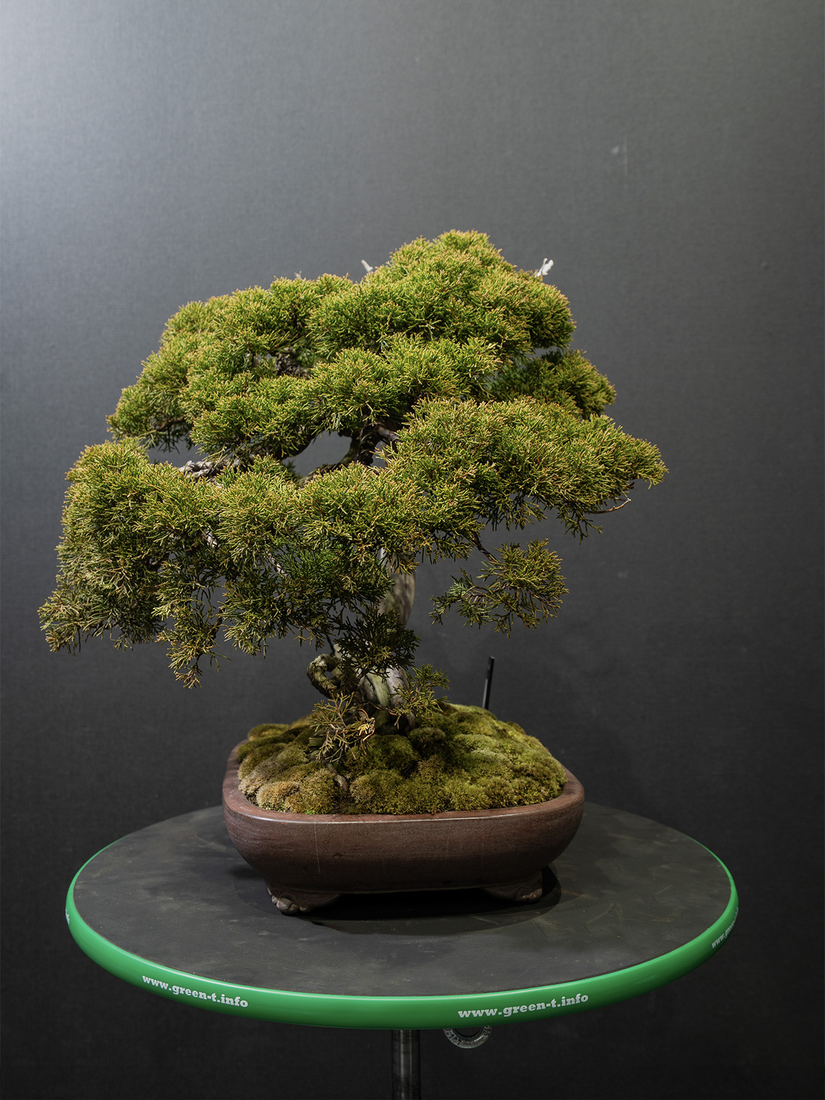 真柏(中) - 画像 (4)