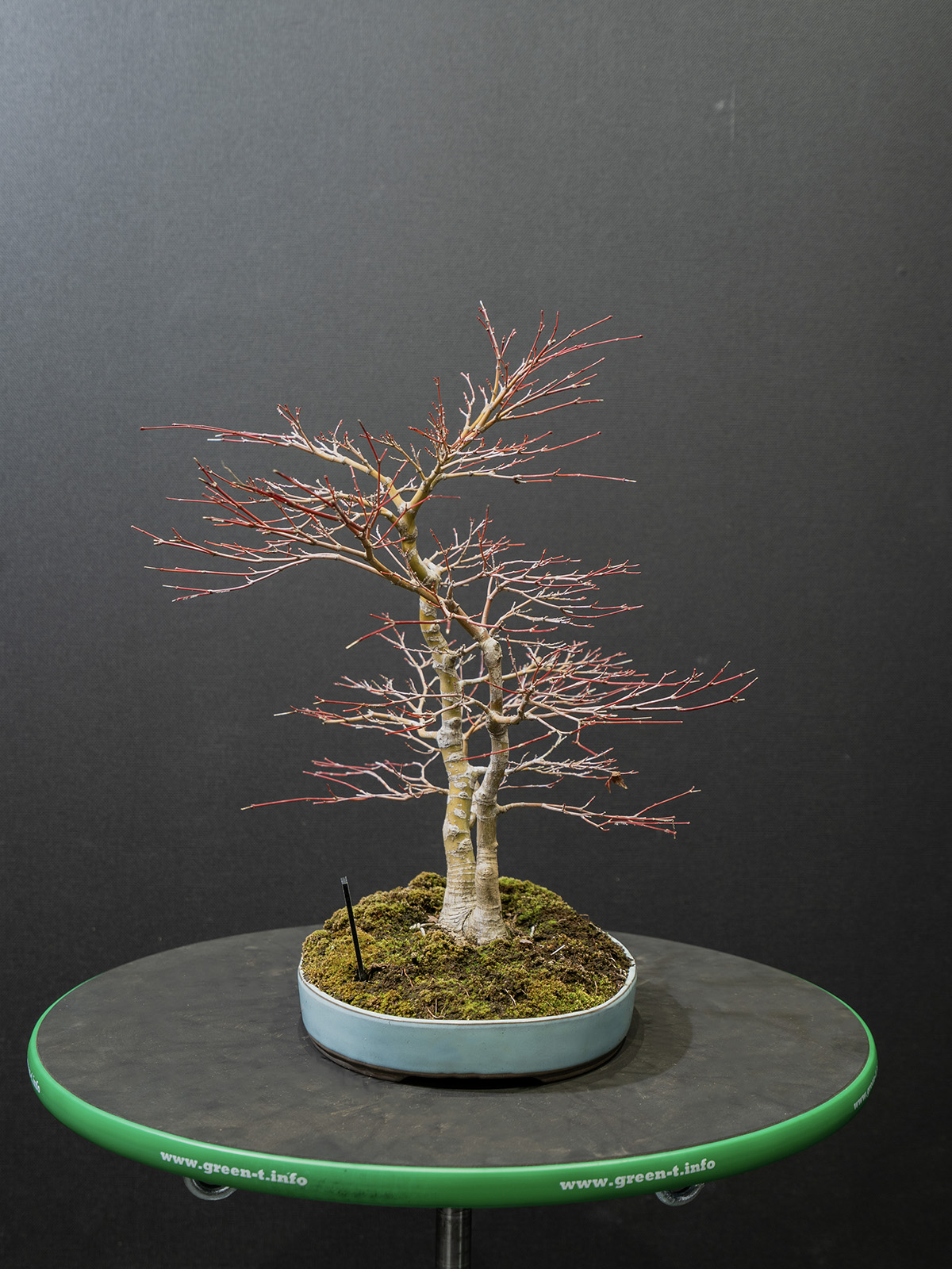 紅葉(小) - 画像 (2)