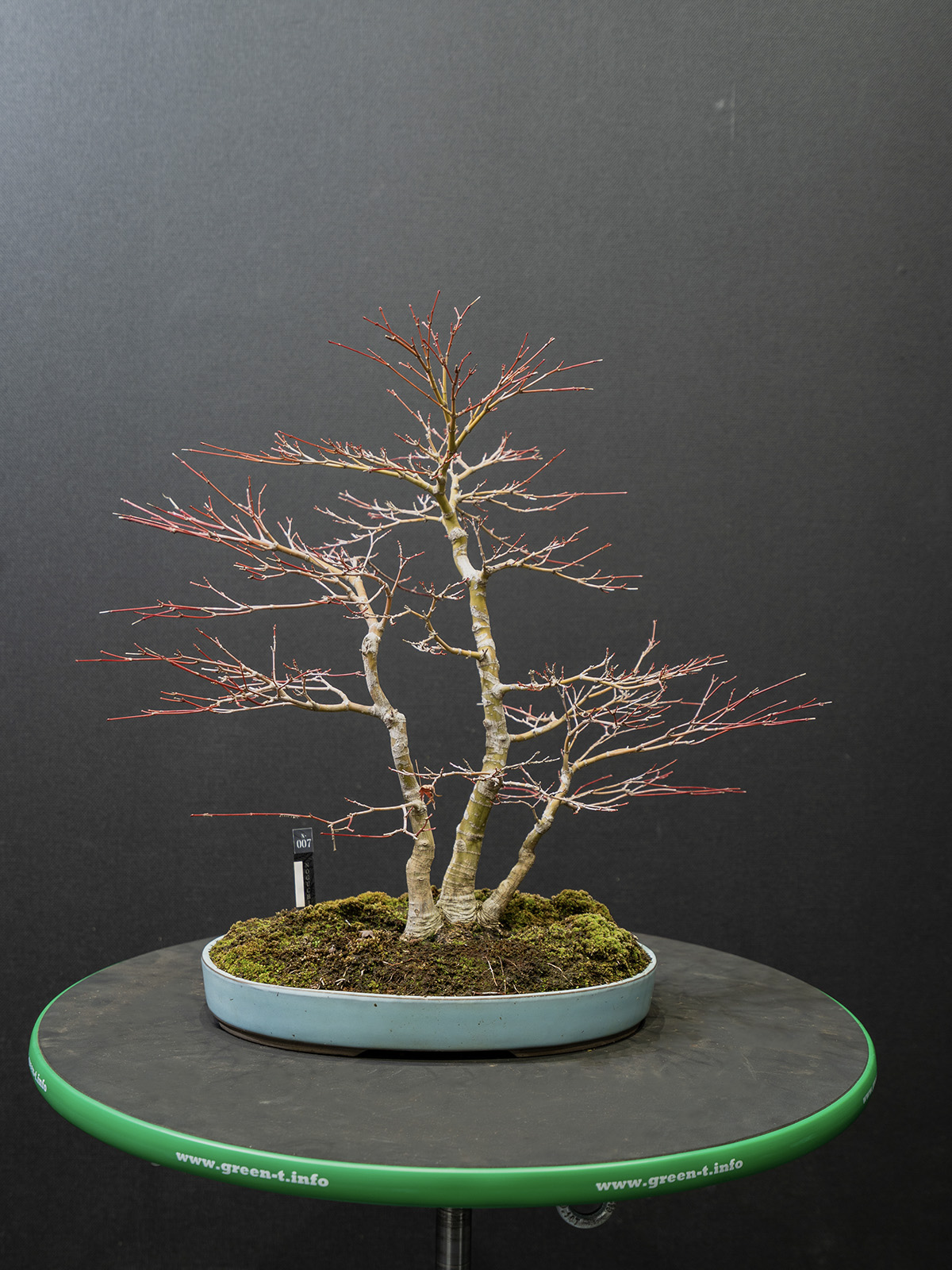 紅葉(小) - 画像 (3)