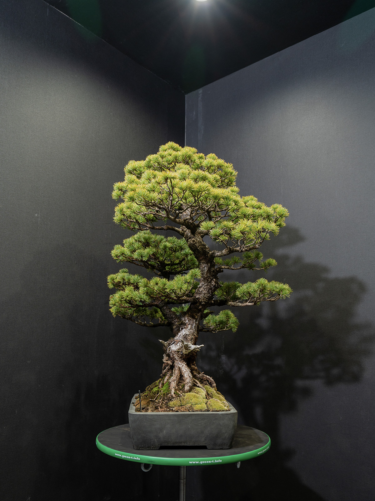 五葉松(大) - 画像 (2)