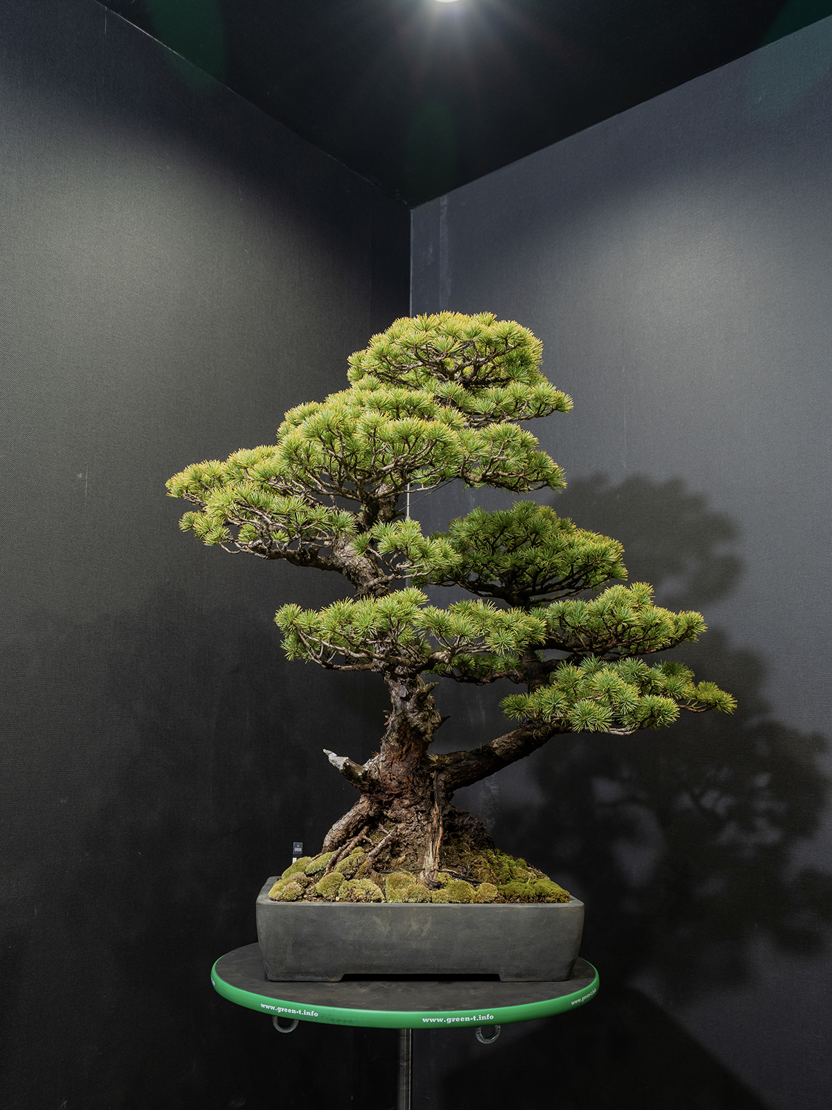 五葉松(大) - 画像 (3)