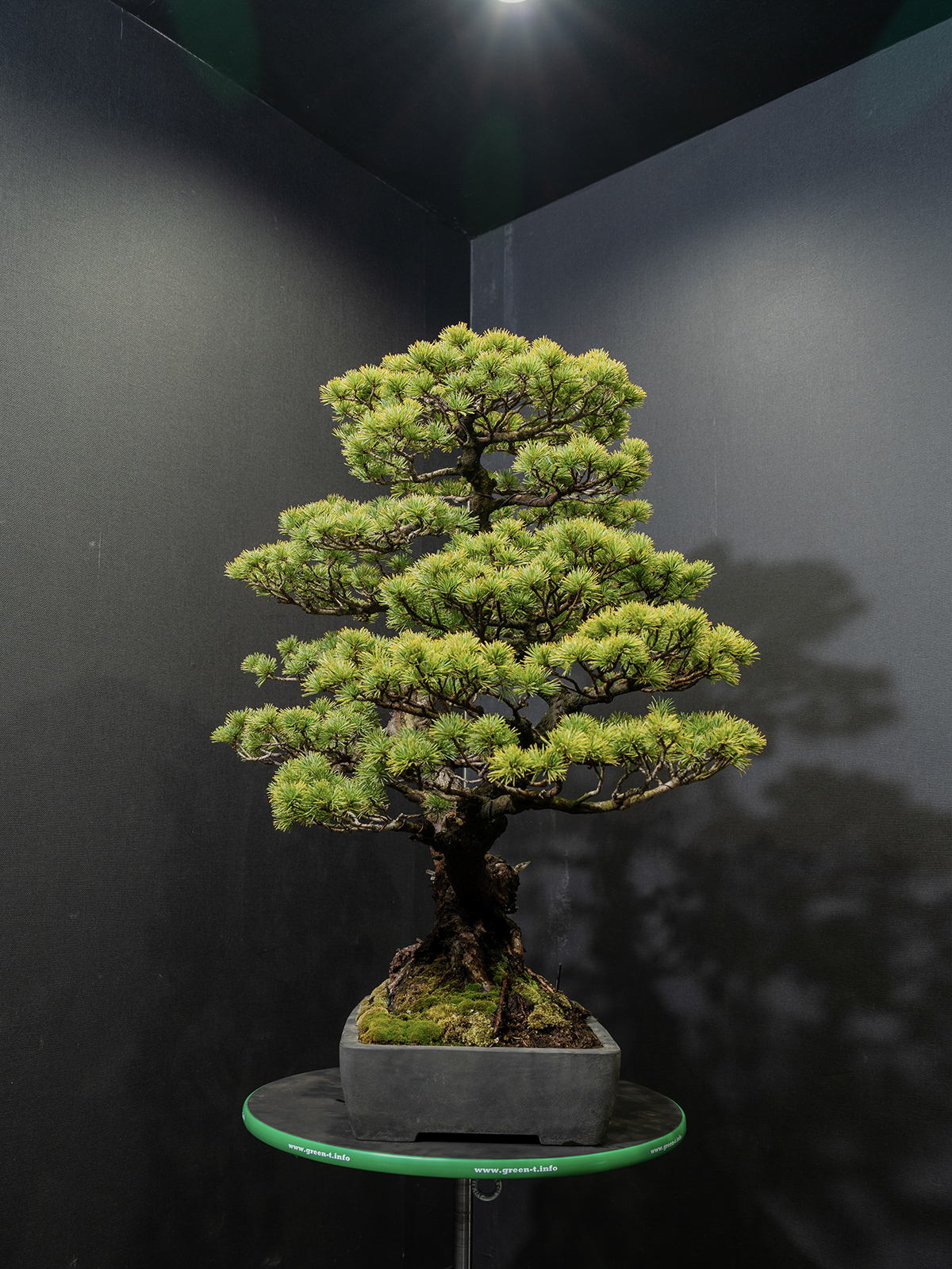 五葉松(大) - 画像 (4)