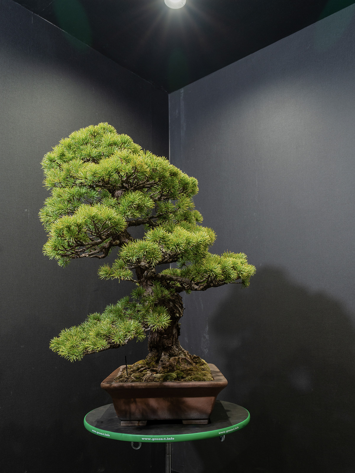 五葉松(大) - 画像 (2)