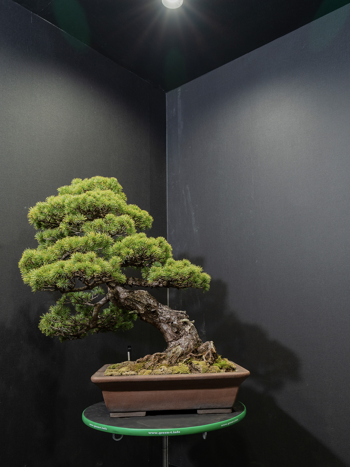 五葉松(大) - 画像 (3)