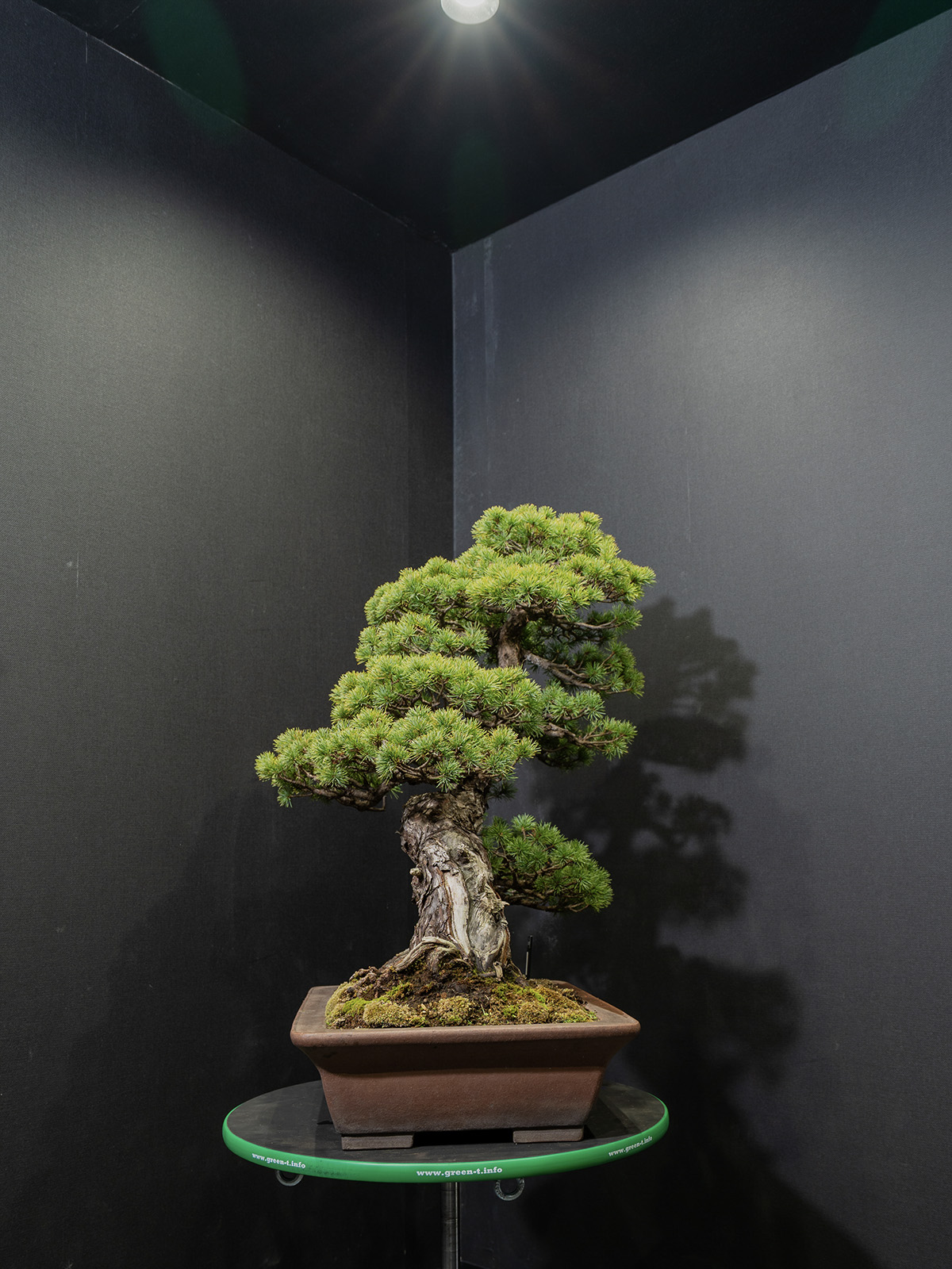 五葉松(大) - 画像 (4)