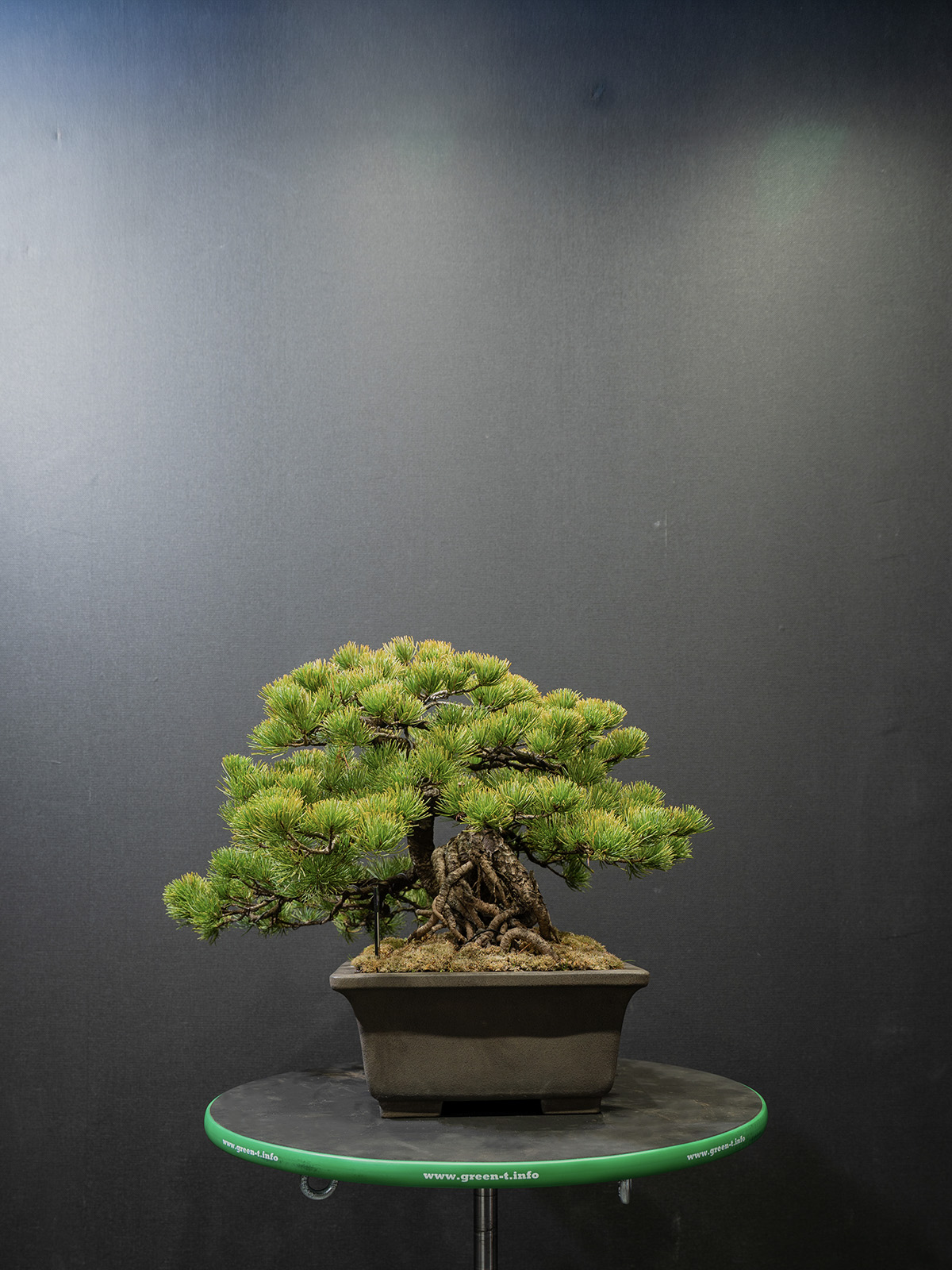 五葉松(中) - 画像 (2)