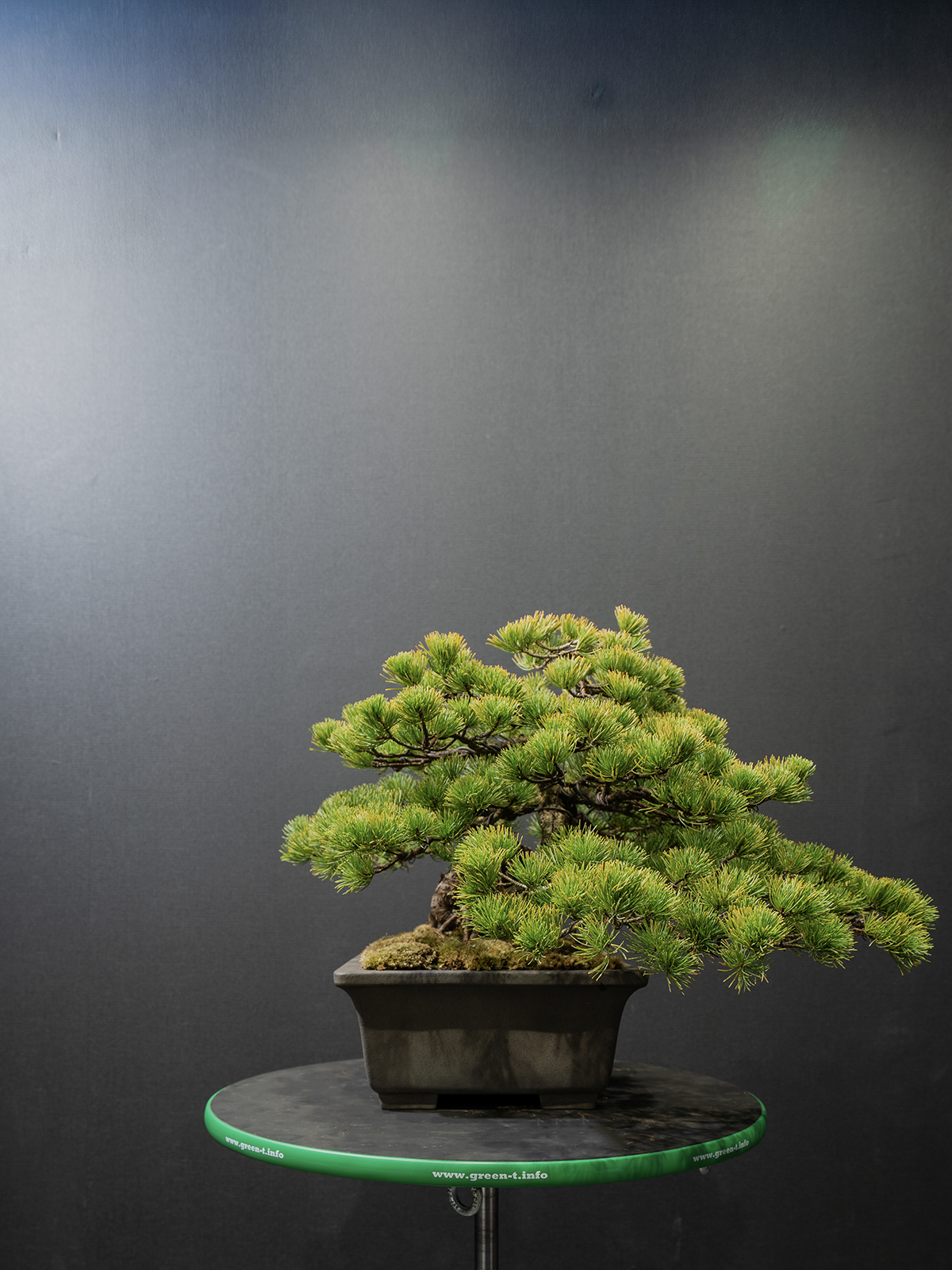 五葉松(中) - 画像 (4)