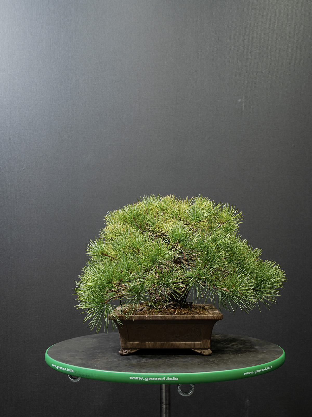 五葉松(中) - 画像 (2)