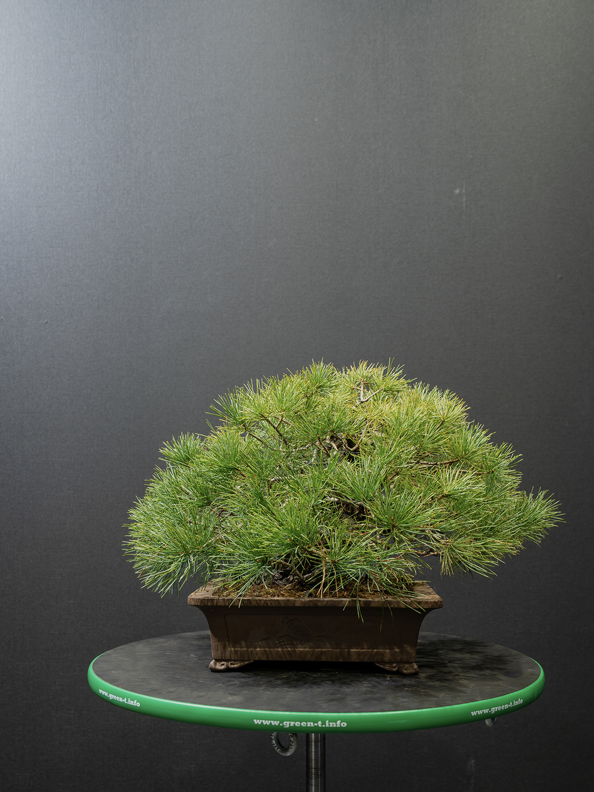 五葉松(中) - 画像 (3)