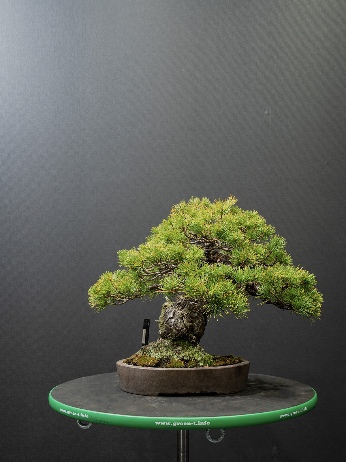 五葉松(小) - 画像 (3)