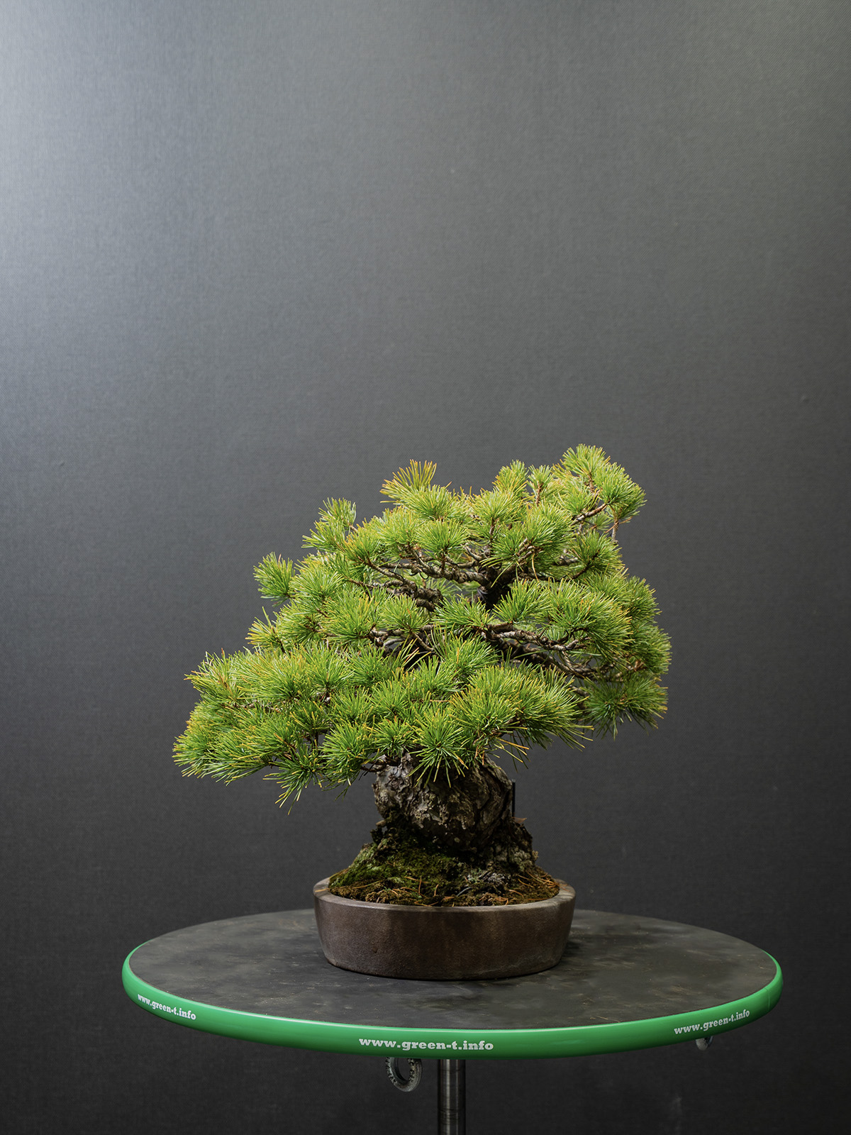 五葉松(小) - 画像 (4)