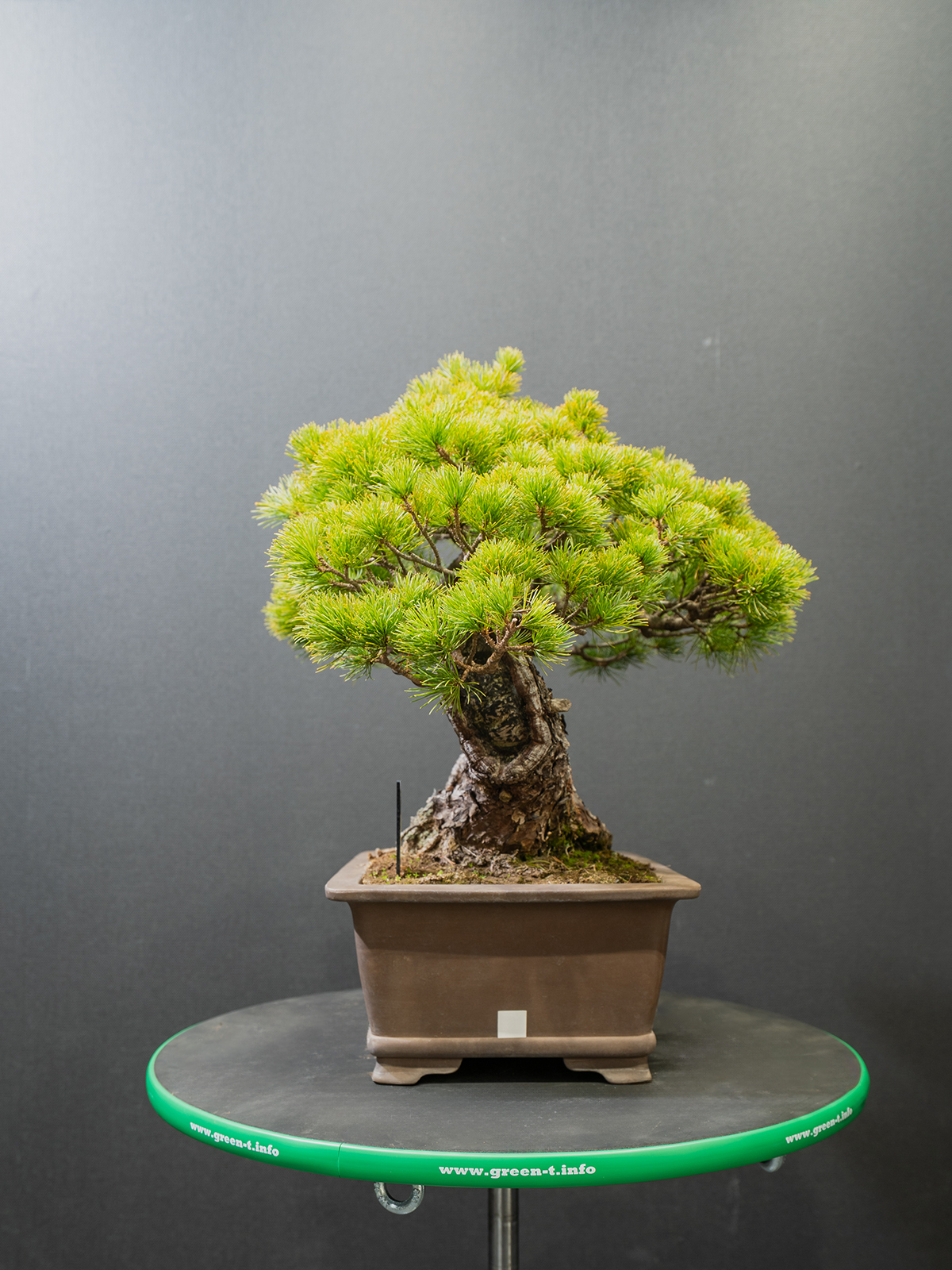 五葉松(中) - 画像 (2)