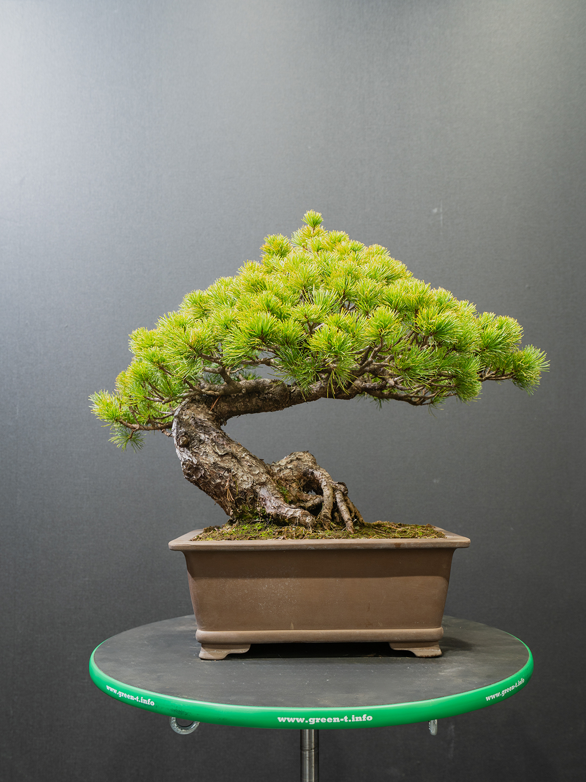 五葉松(中) - 画像 (3)