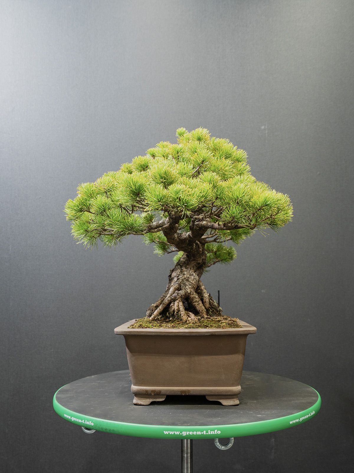 五葉松(中) - 画像 (4)