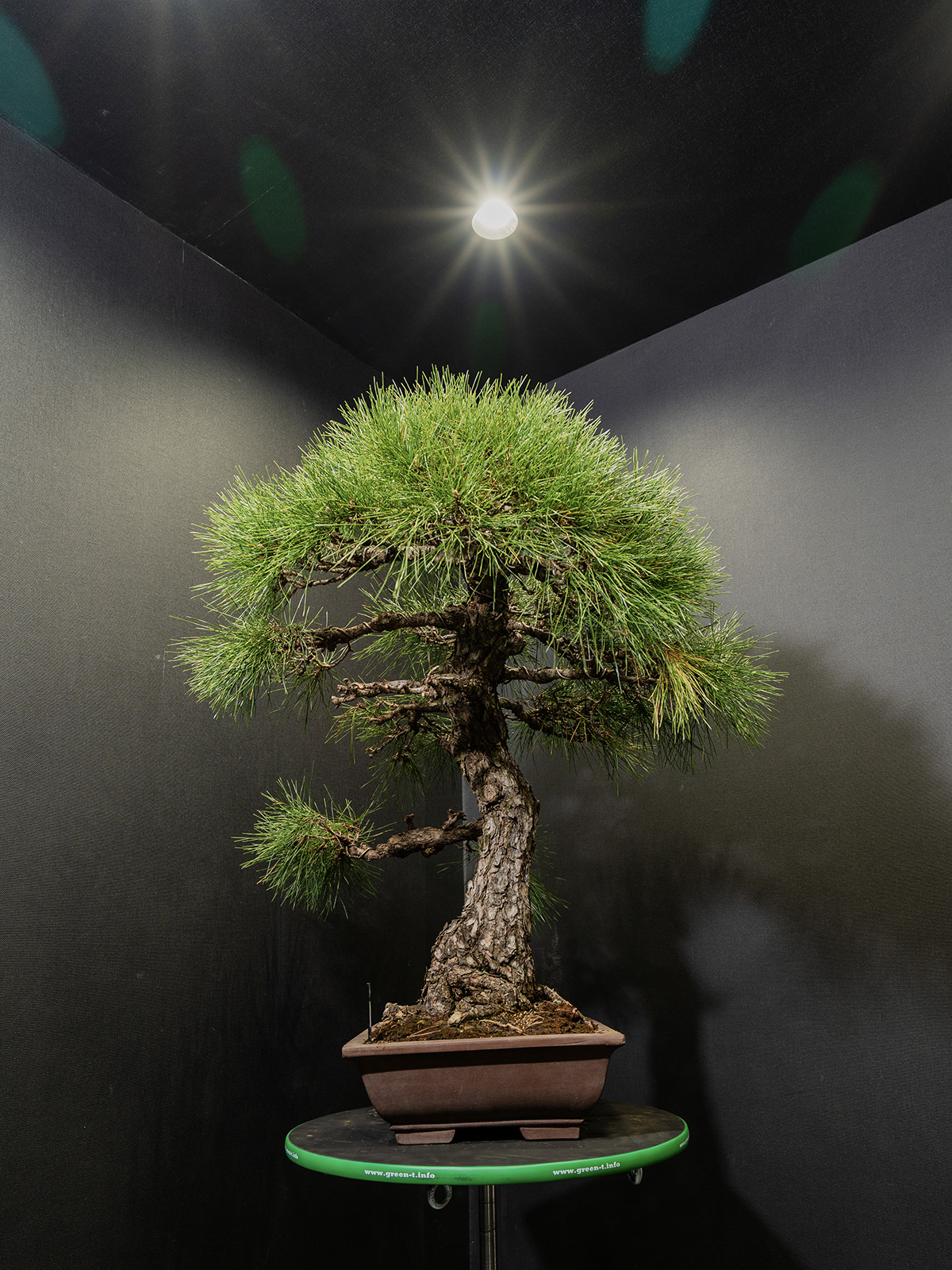 黒松(大) - 画像 (2)