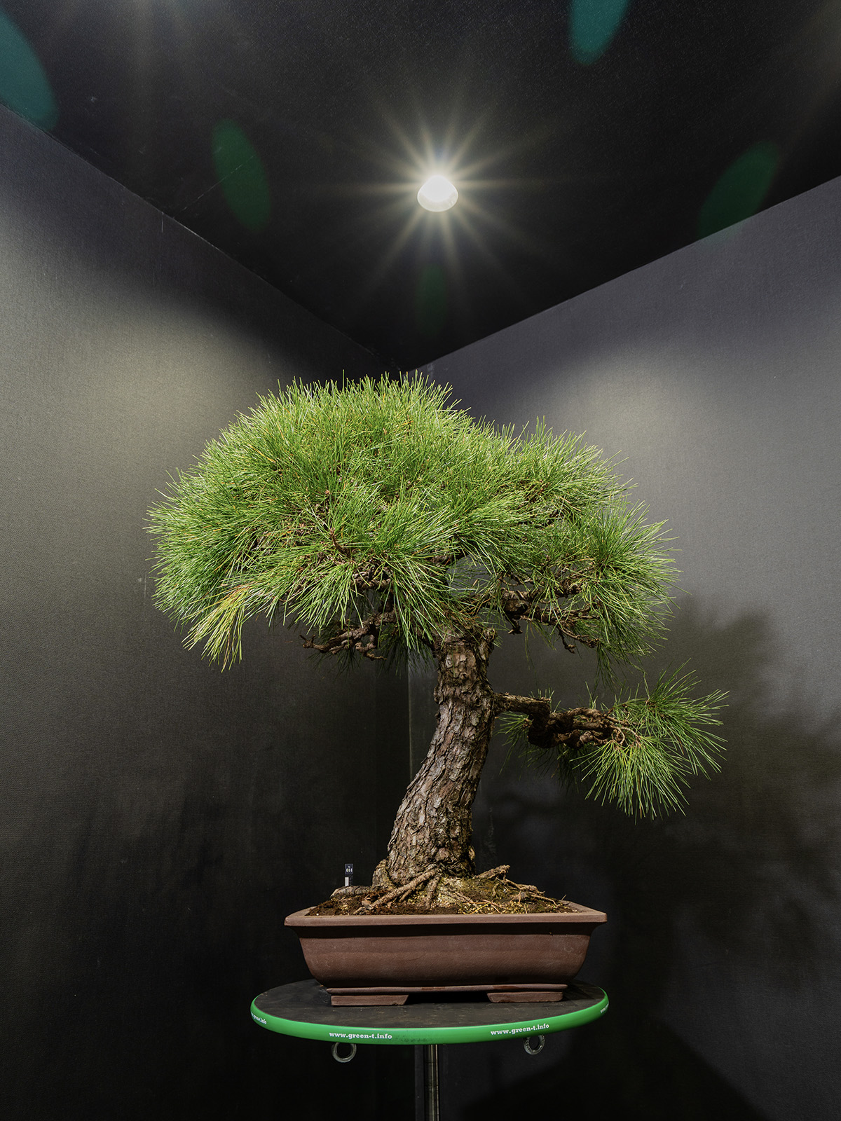 黒松(大) - 画像 (3)