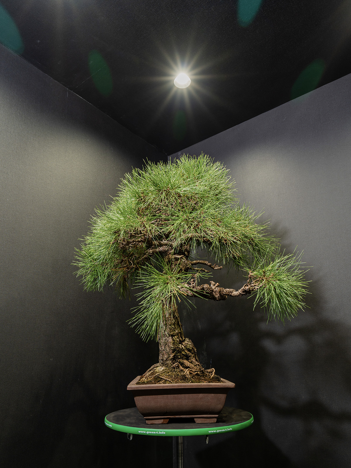 黒松(大) - 画像 (4)