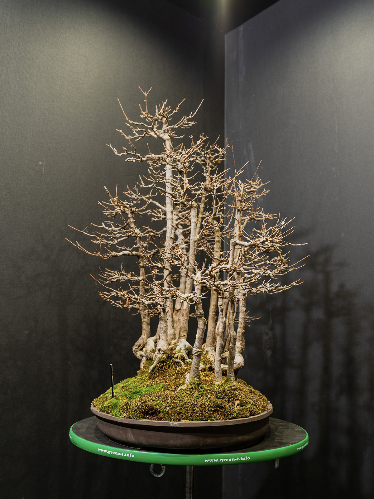 楓(大) - 画像 (2)