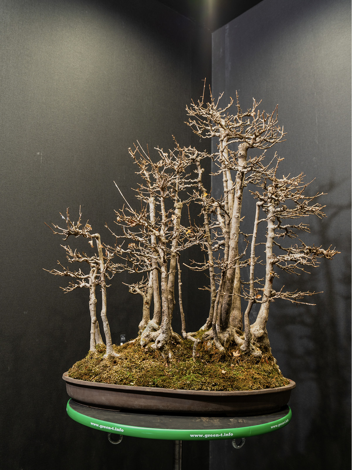 楓(大) - 画像 (3)