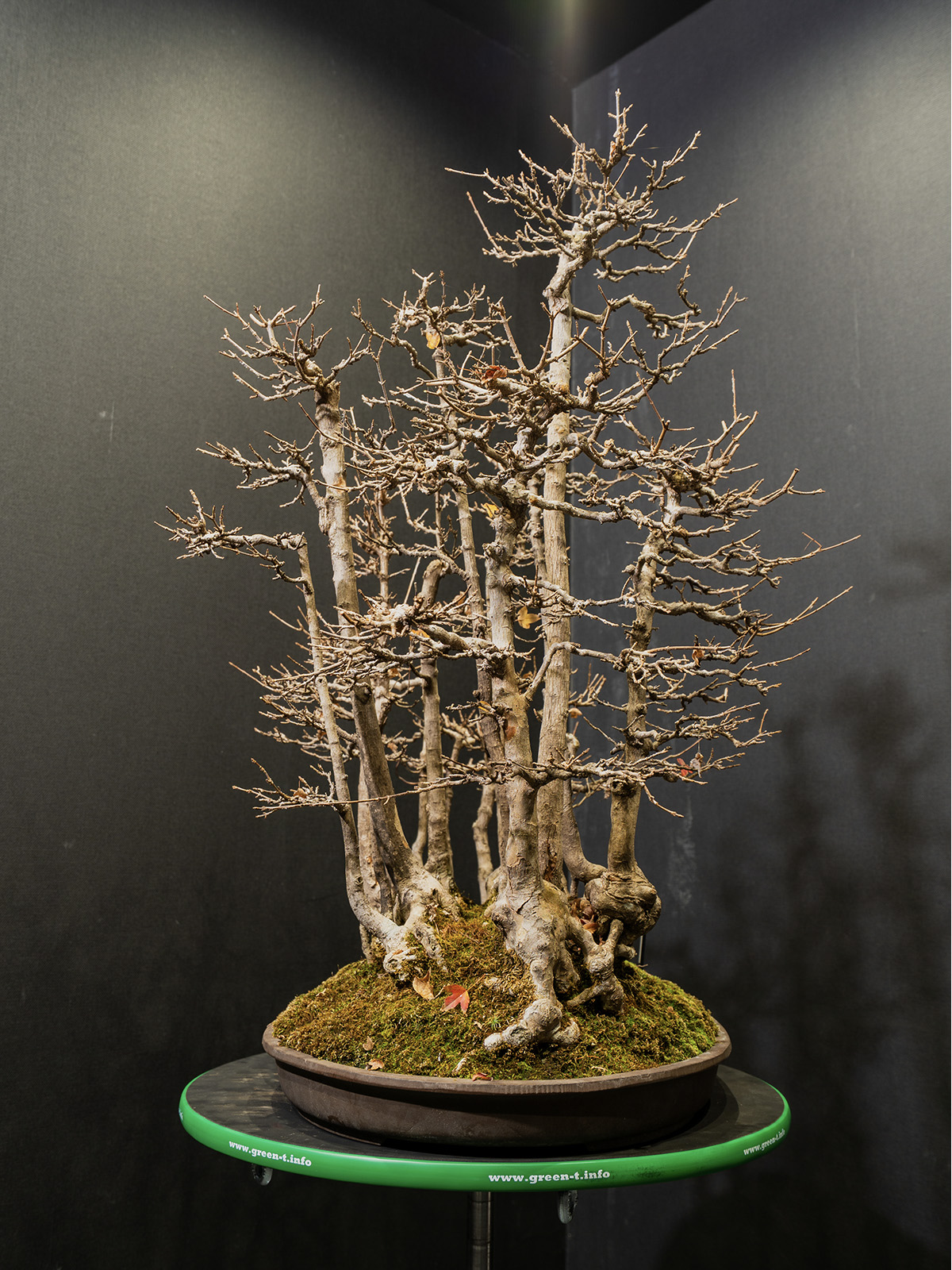 楓(大) - 画像 (4)