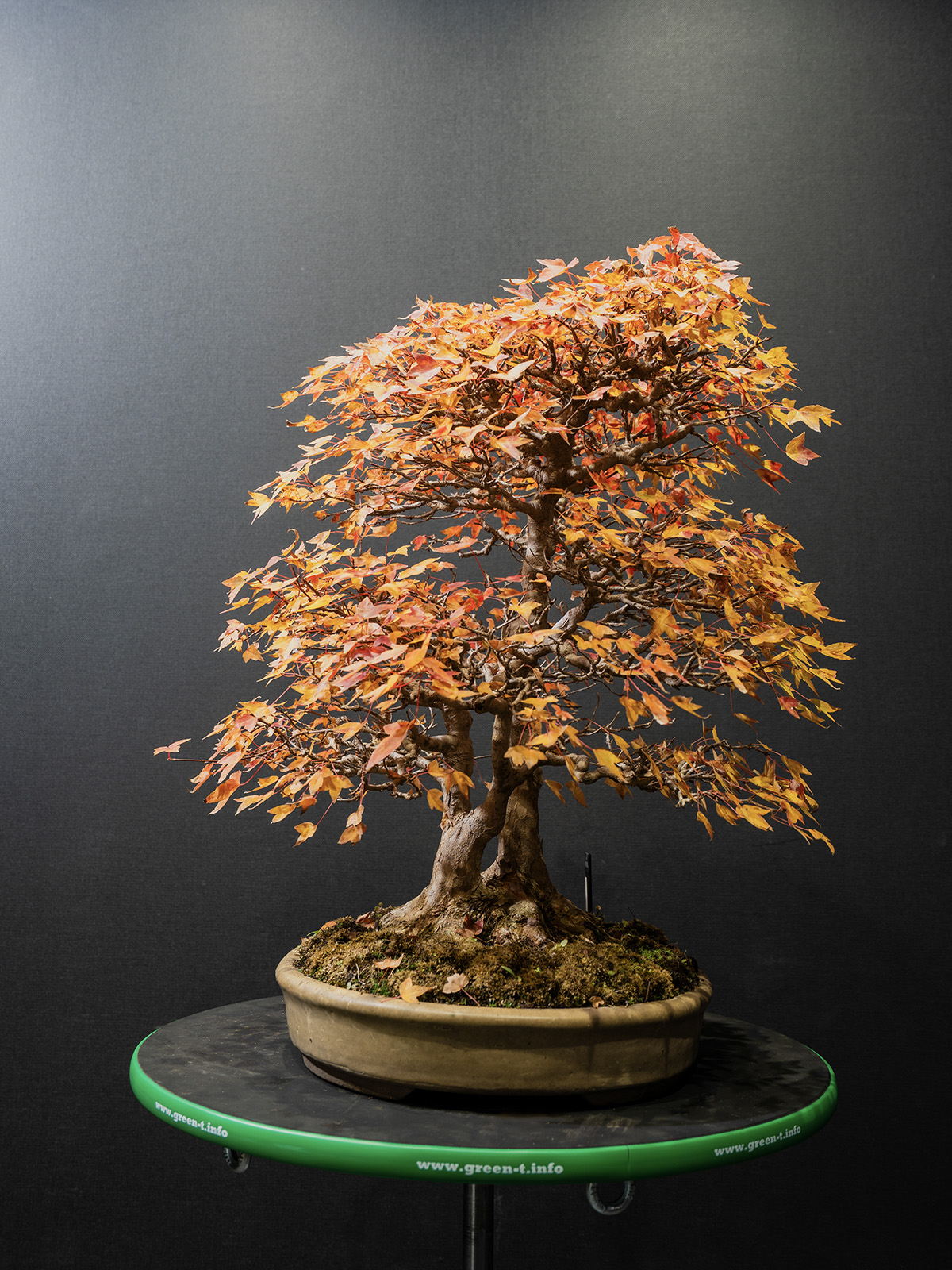 楓(中) - 画像 (2)