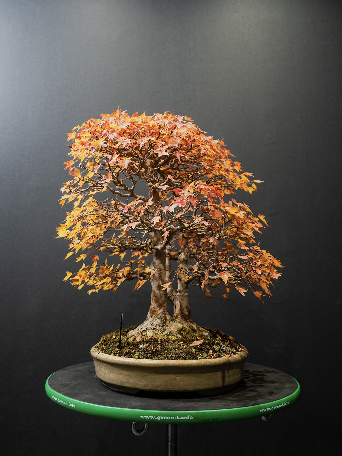 楓(中) - 画像 (3)