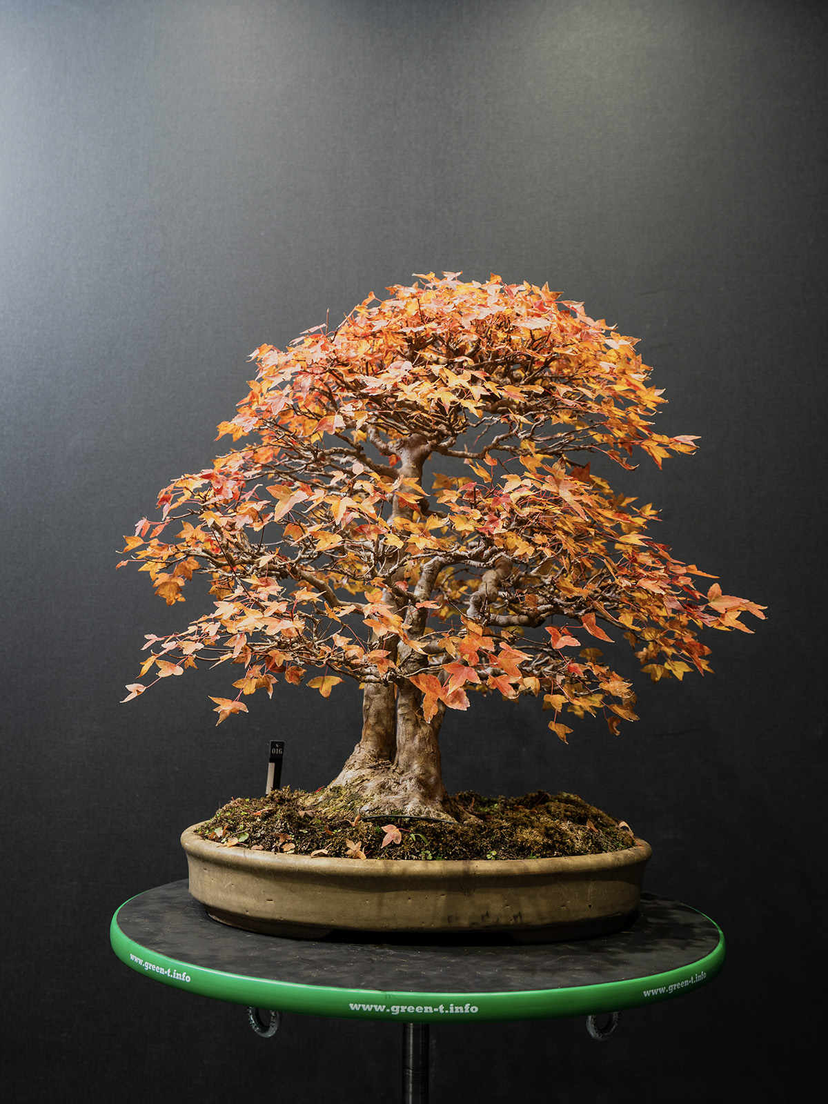 楓(中) - 画像 (4)