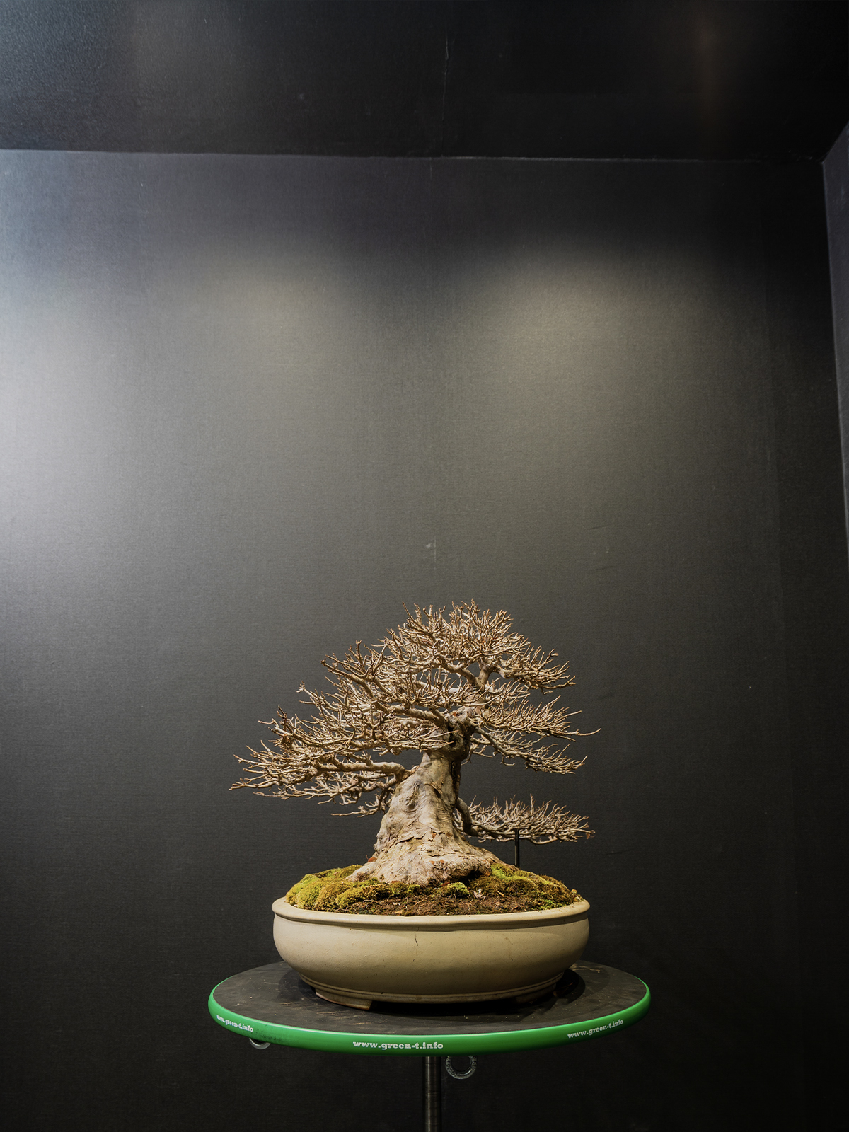 楓(中) - 画像 (4)