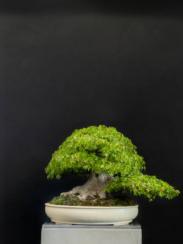 楓(中)