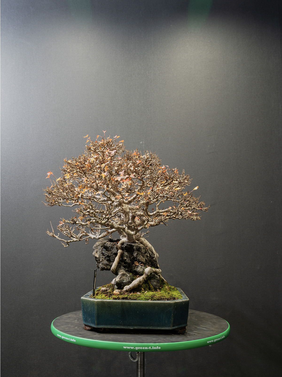 楓(中) - 画像 (2)