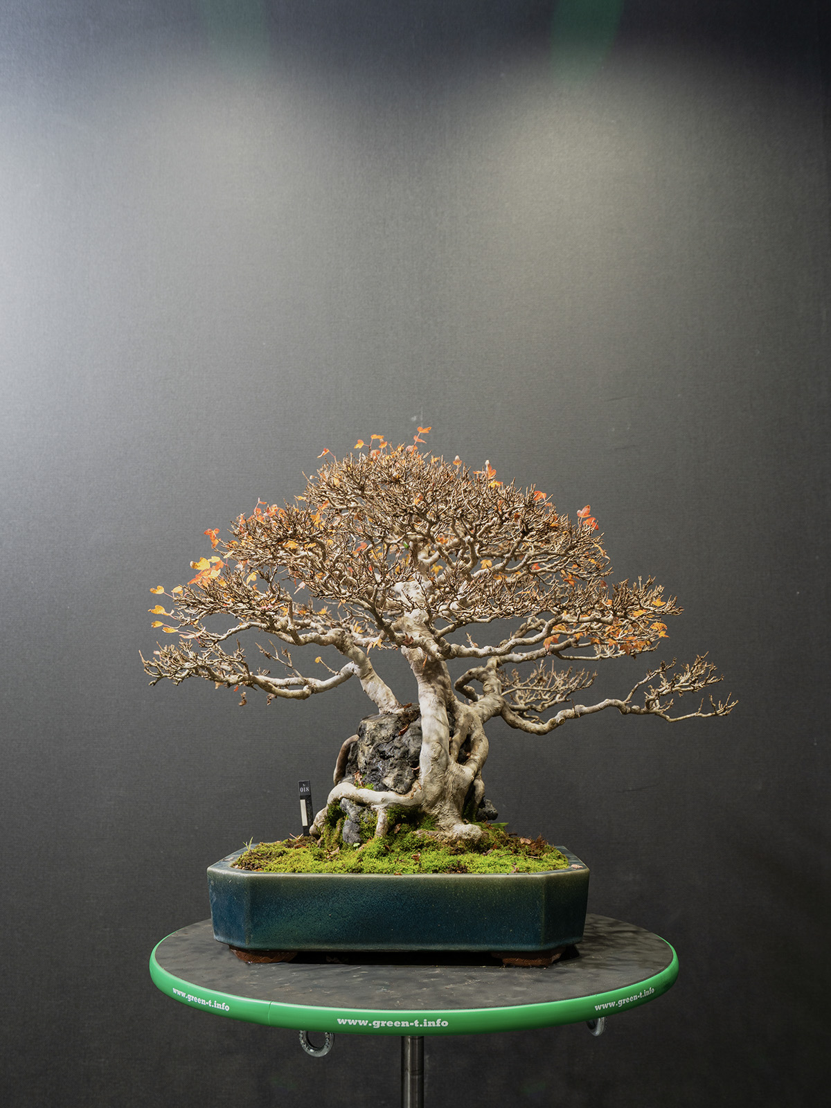 楓(中) - 画像 (3)