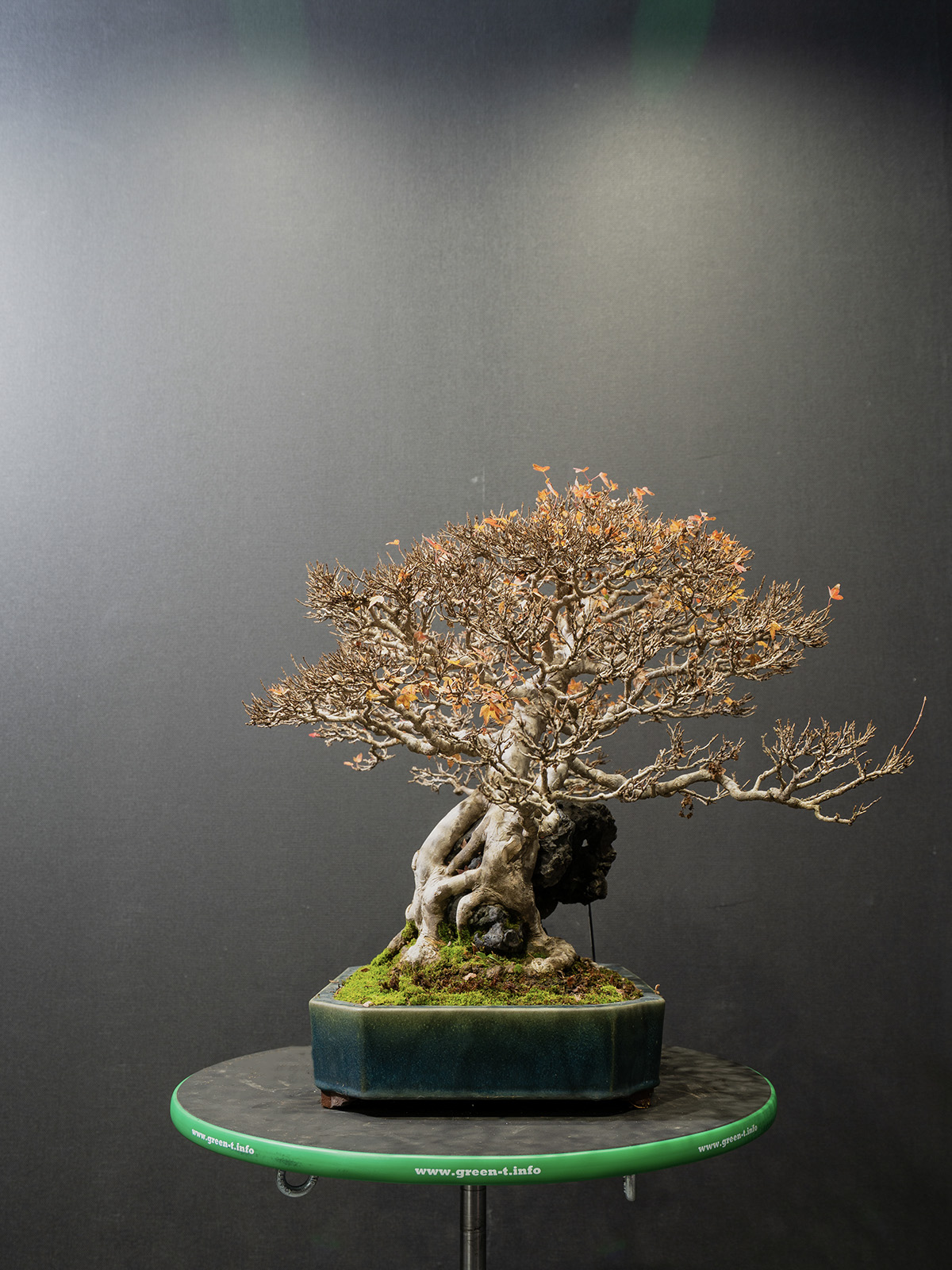 楓(中) - 画像 (4)