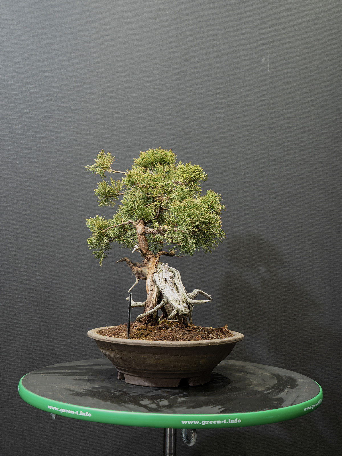 真柏(小) - 画像 (2)