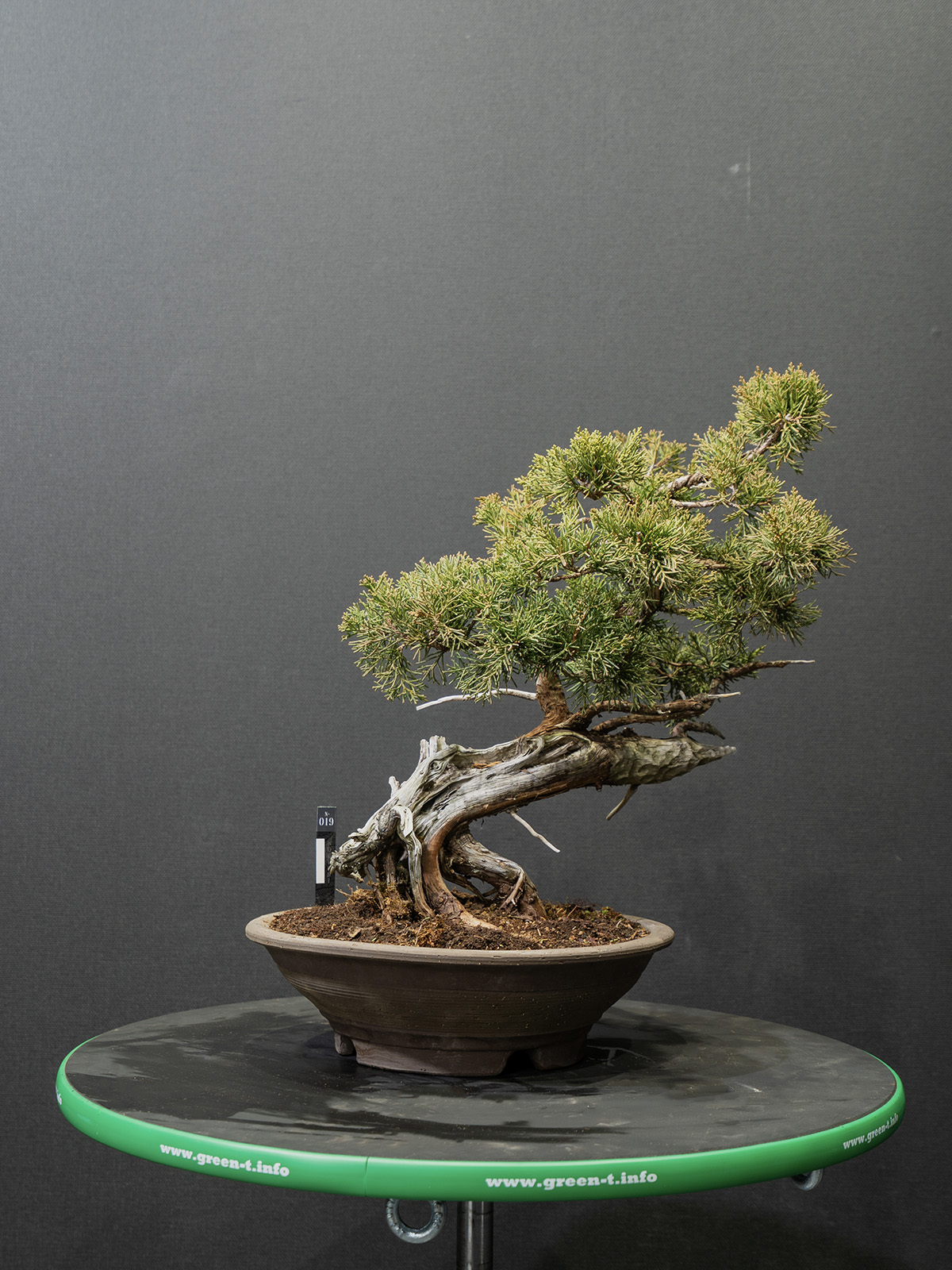 真柏(小) - 画像 (3)