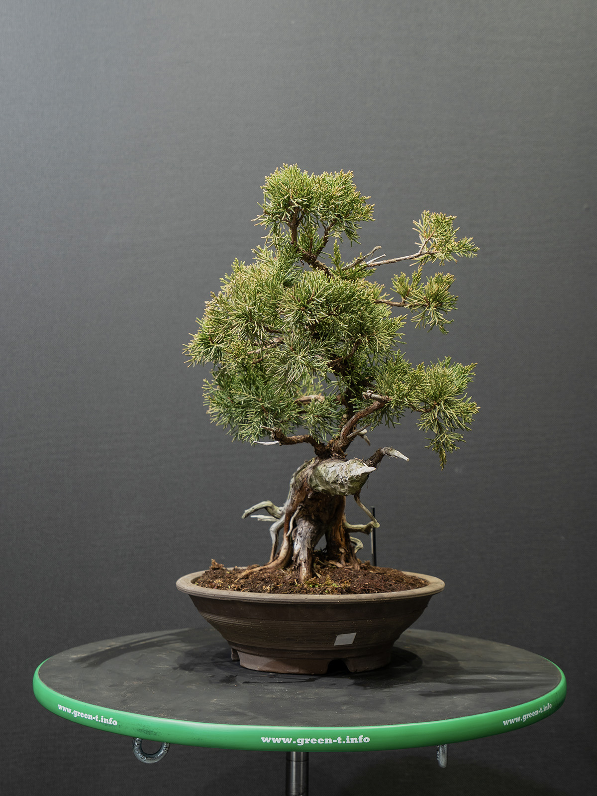 真柏(小) - 画像 (4)