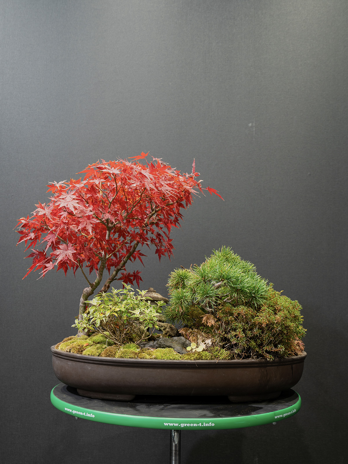 寄せ植え(小) - 画像 (3)